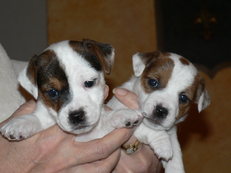 De la clairiere aux louves - Jack Russell Terrier - Portée née le 23/10/2010