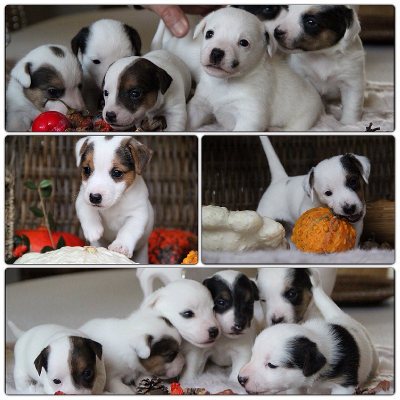 De la clairiere aux louves - Jack Russell Terrier - Portée née le 20/09/2013