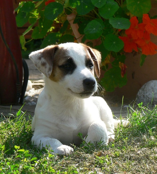 De la clairiere aux louves - Jack Russell Terrier - Portée née le 27/06/2012