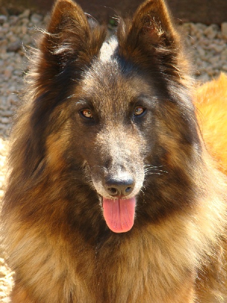 Unity De la clairiere aux louves