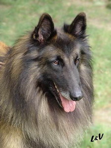 Otis De la clairiere aux louves