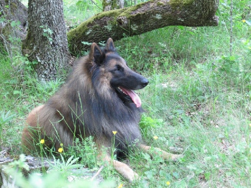 Clovis De la clairiere aux louves