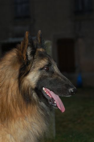 Edjee De la clairiere aux louves