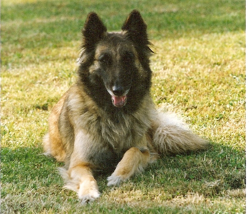 Thalie le puits d'ombelle
