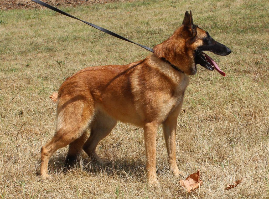 De la clairiere aux louves - Joy Star de la Clairière aux Louves en 2018 (4 ans)