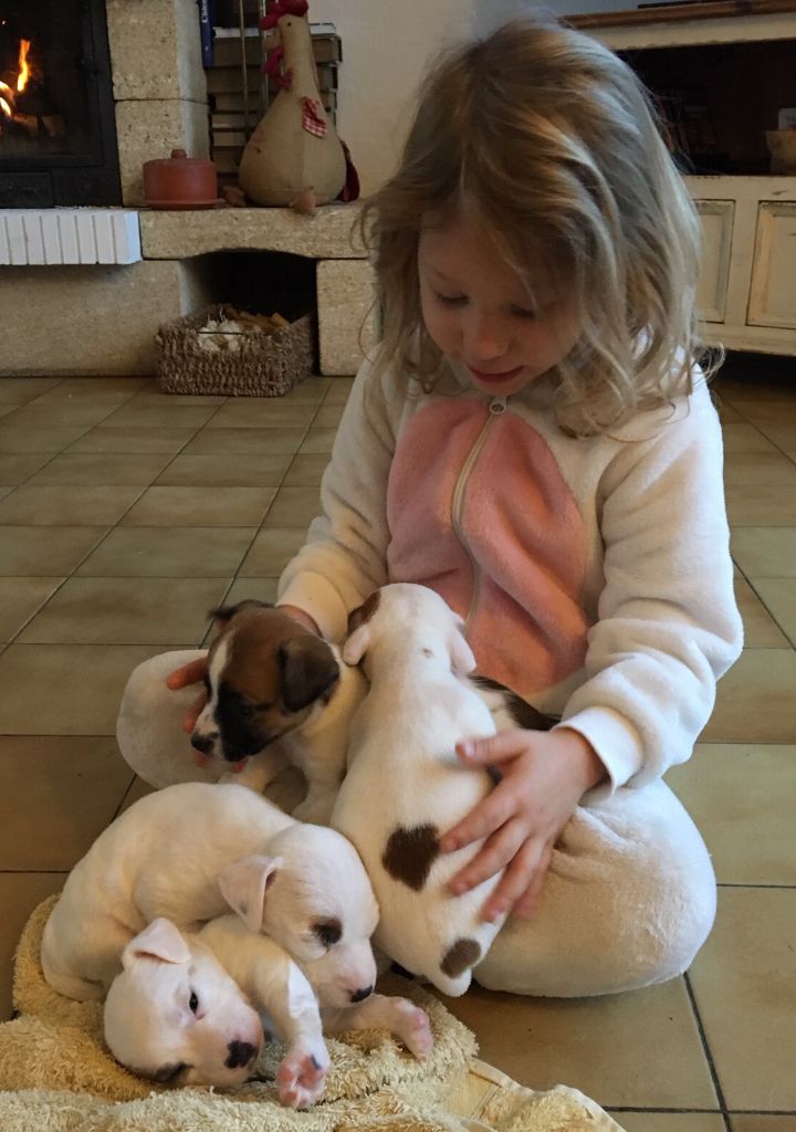 De la clairiere aux louves - Jack Russell Terrier - Portée née le 11/11/2018